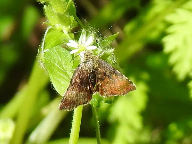Panemeria tenebrata - apró sárgabagoly