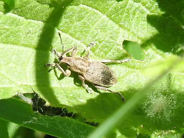 Tanymecus palliatus - közönséges hegyesfarúbarkó