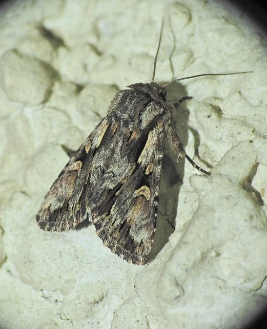 Chloantha hyperici - orbáncfű-sugarasbagoly