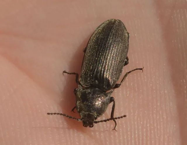 Selatosomus latus - széles pattanó