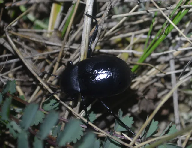 Blaps abbreviata - déli bűzbogár