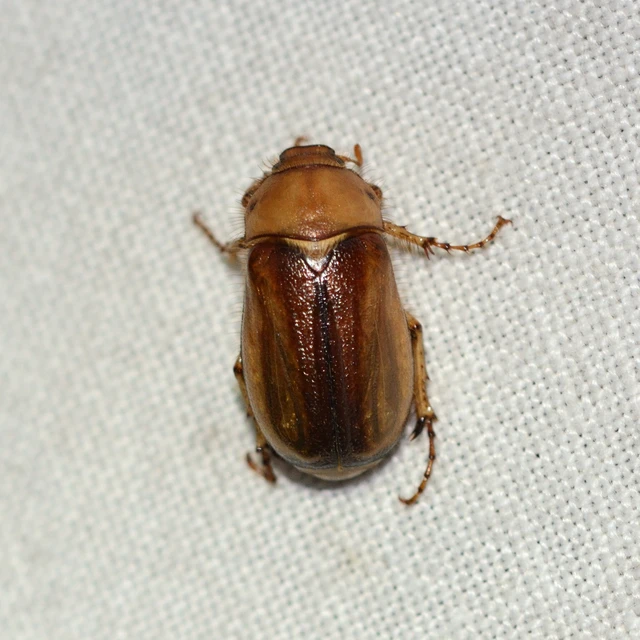 Rhizotrogus aestivus - tavaszvégi cserebogár
