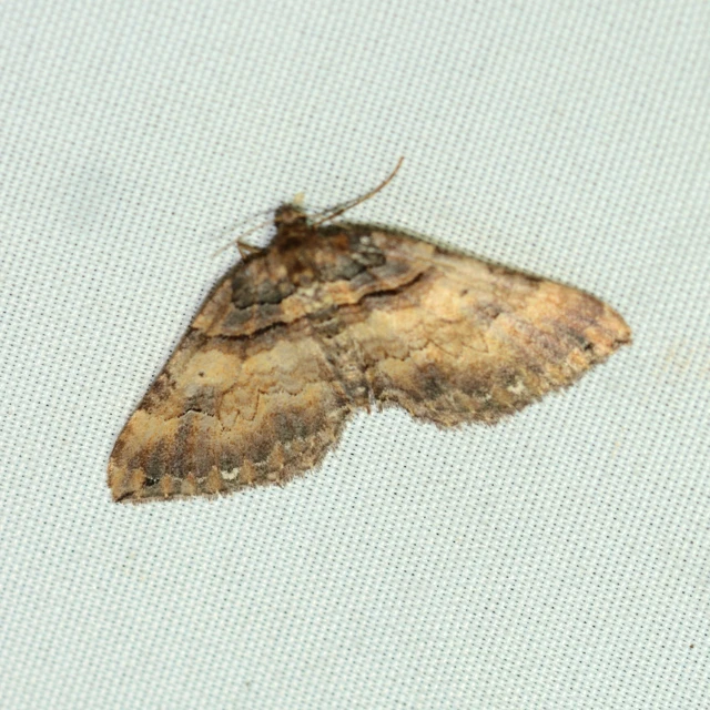 Earophila badiata - csipkerózsa-araszoló
