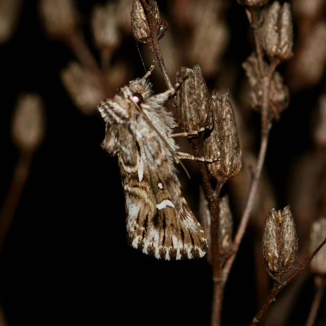 Calophasia lunula - gyújtoványfű-apróbagoly