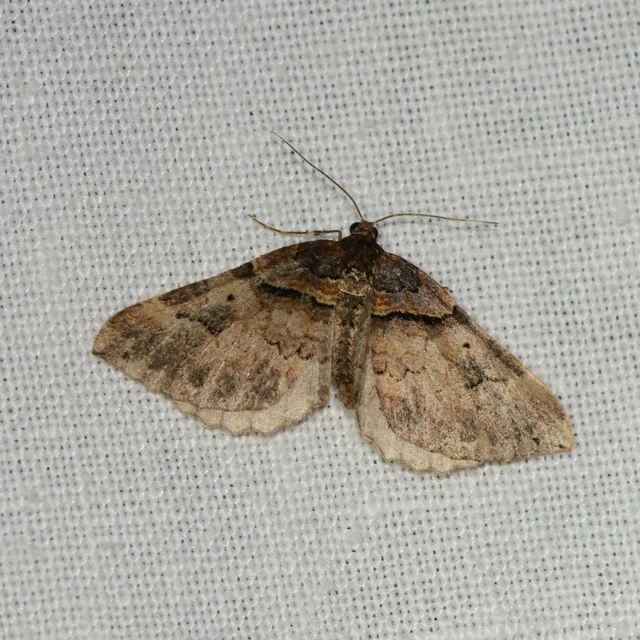 Earophila badiata - csipkerózsa-araszoló