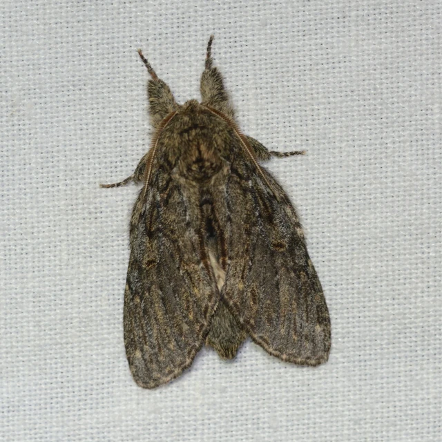 Peridea anceps - füstös púposszövő