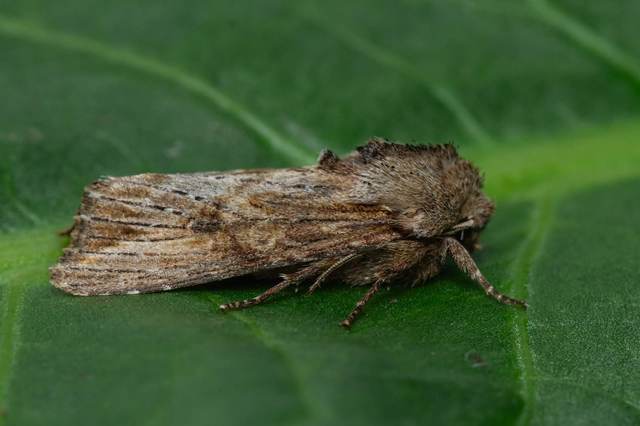 Egira conspicillaris - változékony szürkebagoly