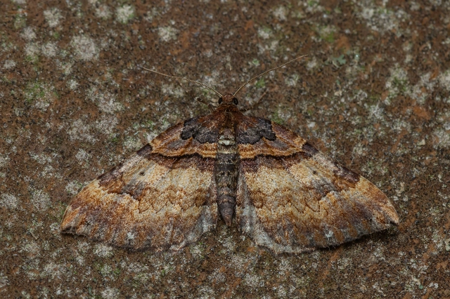 Earophila badiata - csipkerózsa-araszoló