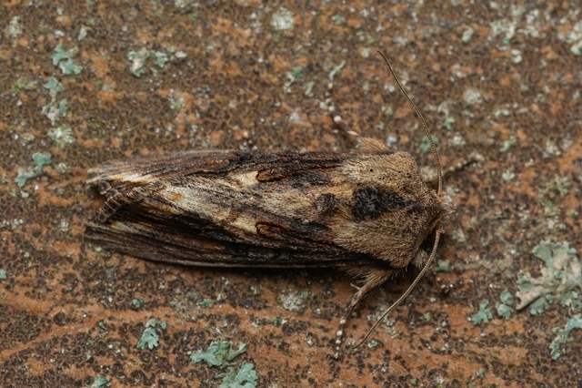 Egira conspicillaris - változékony szürkebagoly