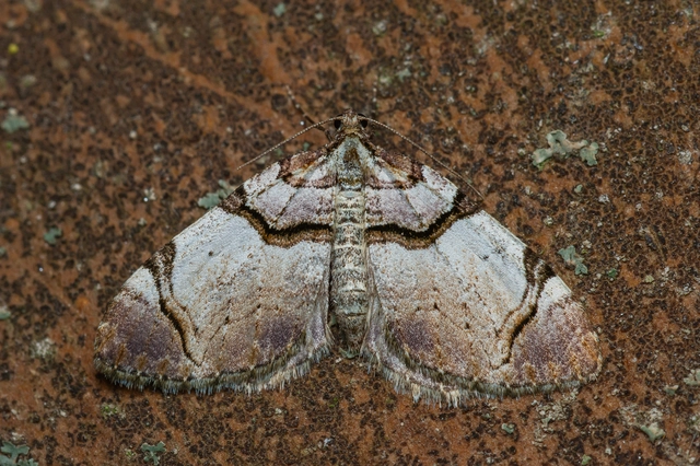 Anticlea derivata - vadrózsa-tarkaaraszoló