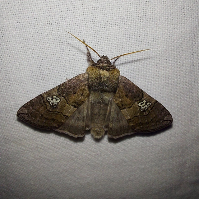 Tethea ocularis - pápaszemes pihésszövő