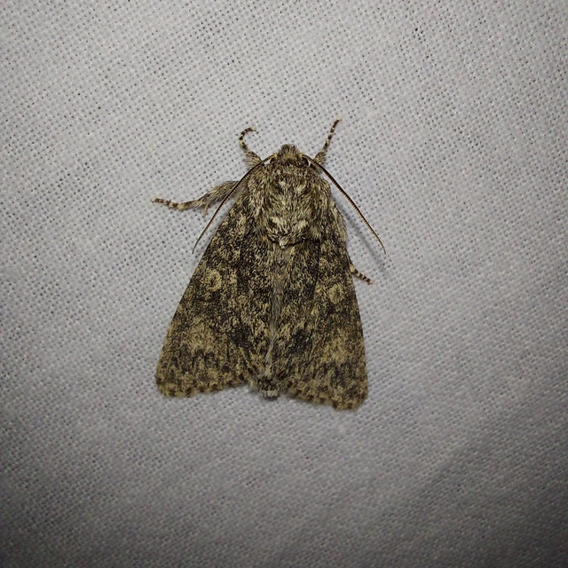 Acronicta megacephala - nagyfejű szigonyosbagoly