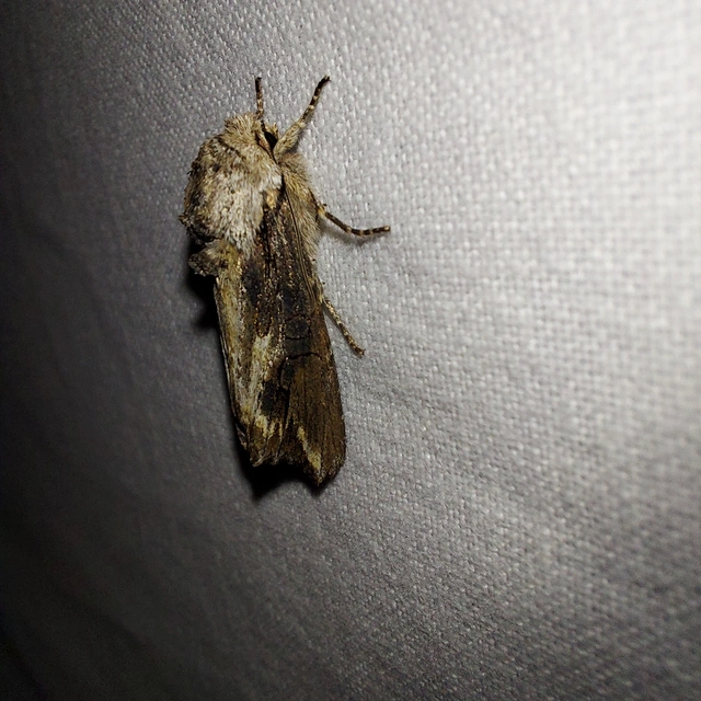 Egira conspicillaris - változékony szürkebagoly