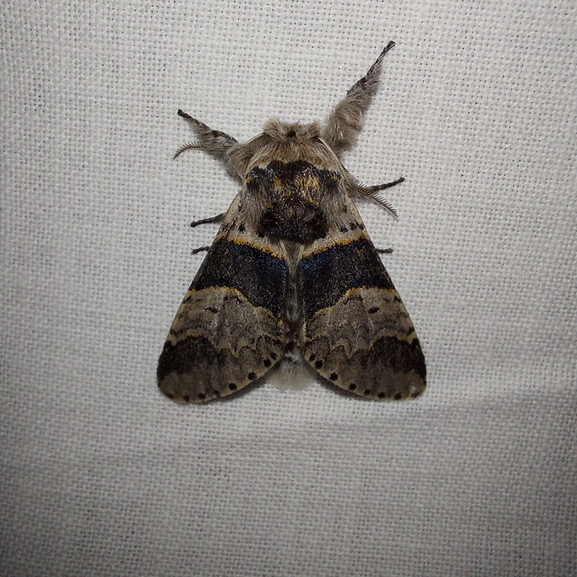 Furcula bifida - kis púposszövő