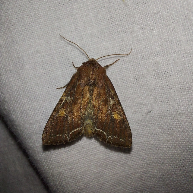 Lacanobia oleracea - saláta-kertibagoly