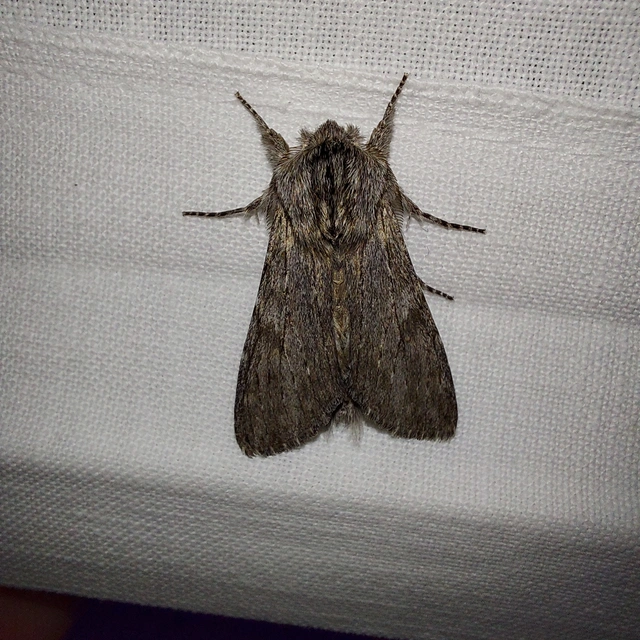 Dicranura ulmi - szilfa-púposszövő