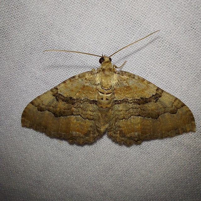 Hydria cervinalis - őzbarna araszoló