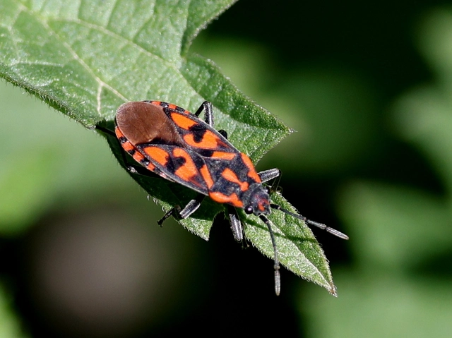 Spilostethus saxatilis - virágbodobács
