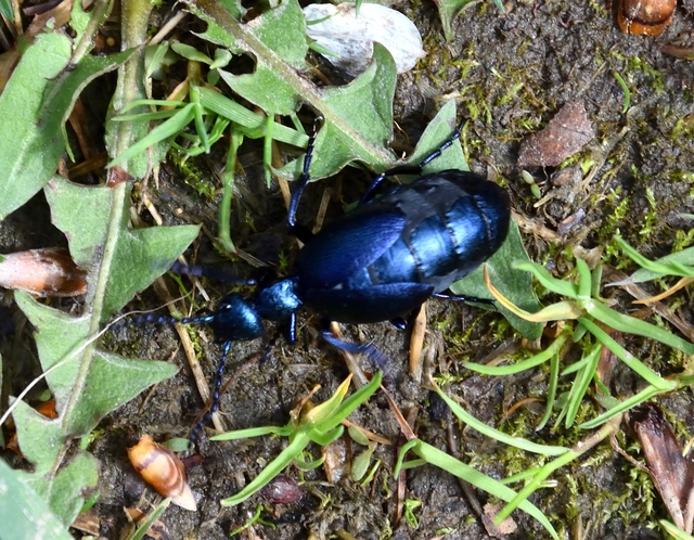 Meloe violaceus - kék nünüke