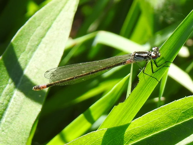 Coenagrion pulchellum - karcsú légivadász