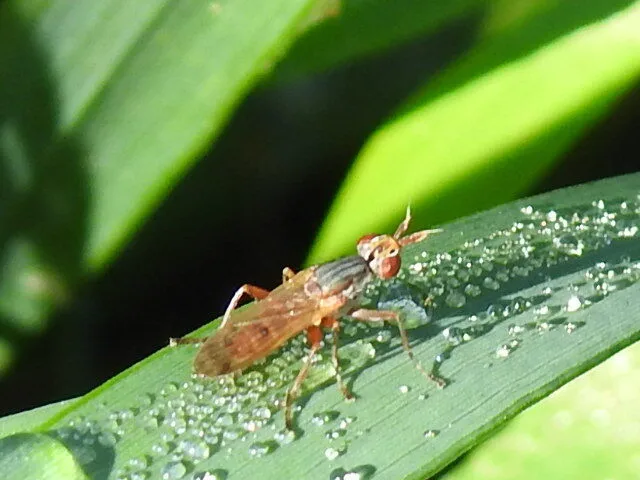 Sciomyzidae - szarvaslégyfélék