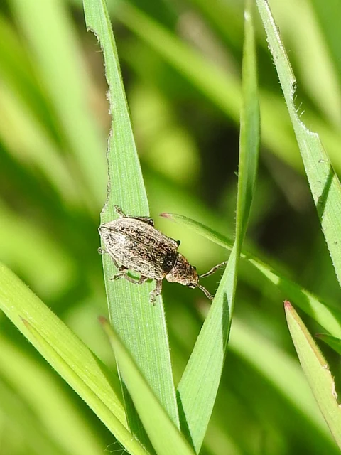 Phyllobius pyri - gyümölcsfa-levélormányos
