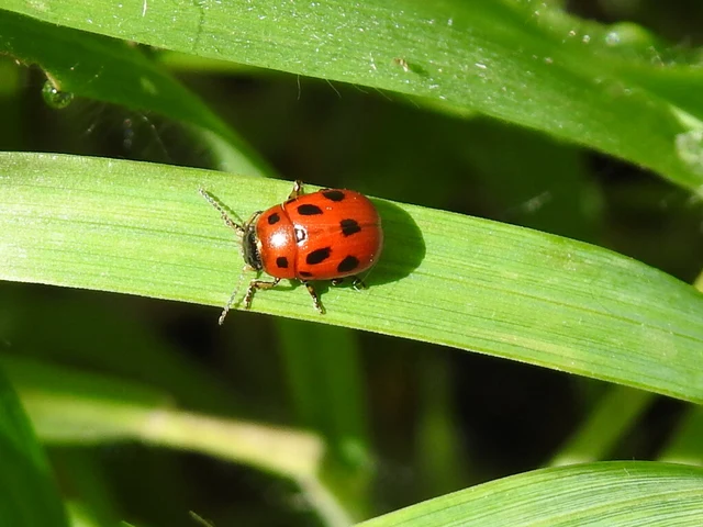 Gonioctena fornicata - közönséges lucernabogár
