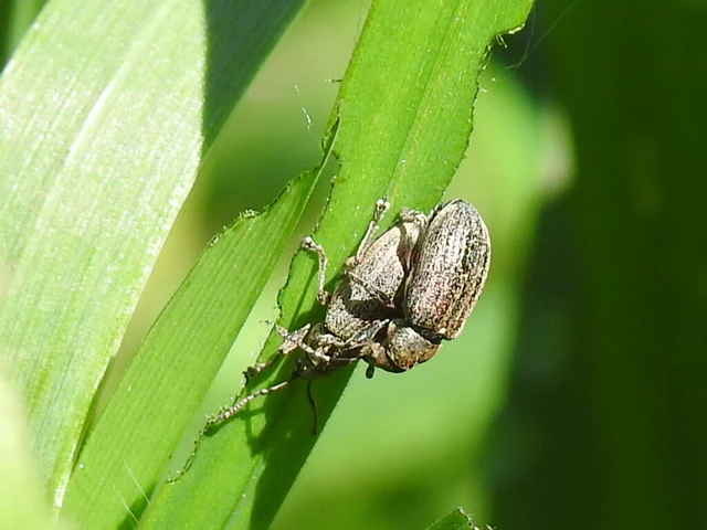 Phyllobius pyri - gyümölcsfa-levélormányos