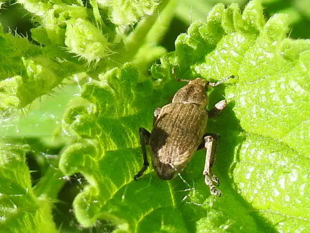 Tanymecus palliatus - közönséges hegyesfarúbarkó