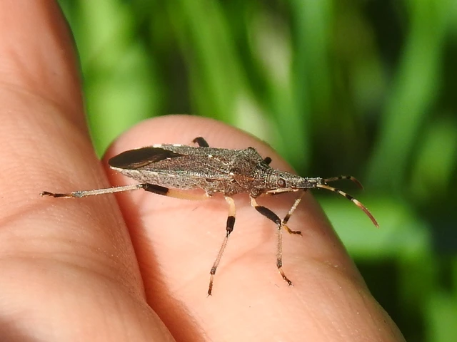 Dicranocephalus