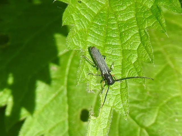 Phytoecia cylindrica - medvelapucincér