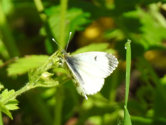 Anthocharis cardamines - hajnalpírlepke