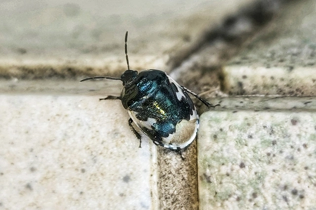 Tritomegas bicolor - foltos földipoloska