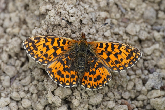 Boloria dia - kis gyöngyházlepke
