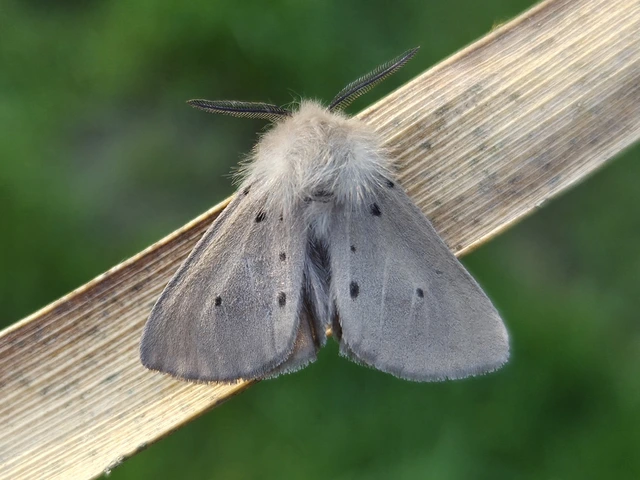 Diaphora mendica - felemás medvelepke
