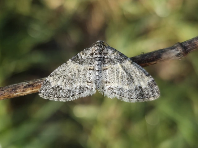 Lobophora halterata - szárnyfüggelékes araszoló