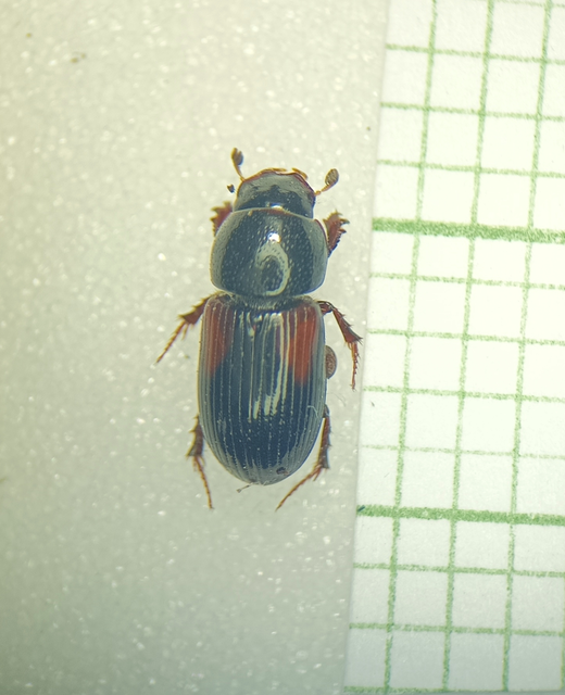Aphodius varians - változékony trágyabogár