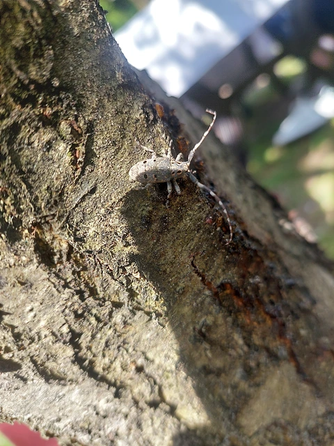 Mesosa curculionoides - szemfoltos cincér Mesosa curculionoides - szemfoltos cincér