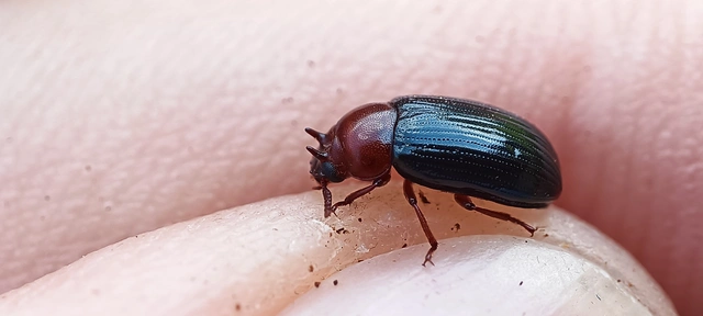 Neomida haemorrhoidalis