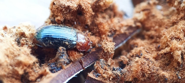 Neomida haemorrhoidalis