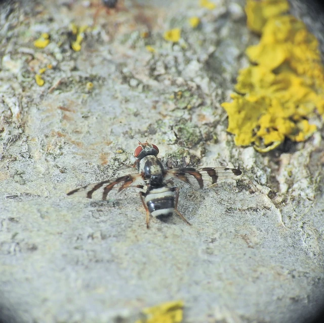 Myennis octopunctata