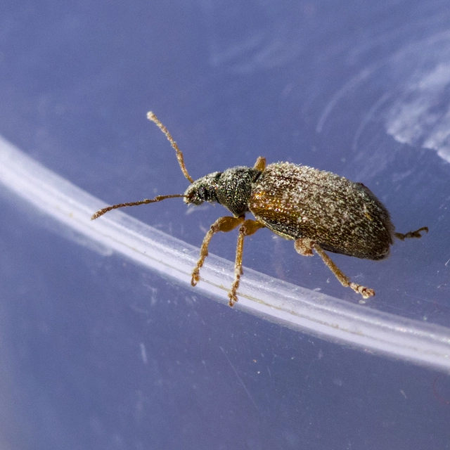Phyllobius oblongus - közönséges levélormányos