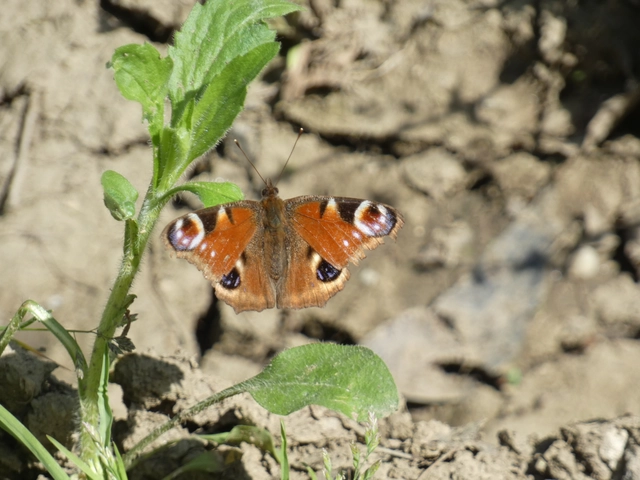 Nymphalis io - nappali pávaszem
