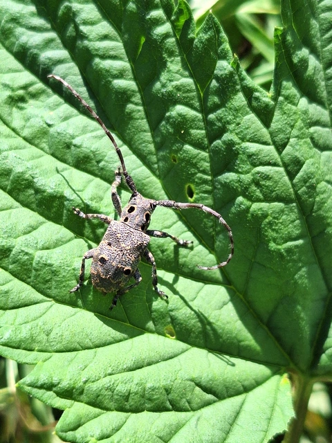 Mesosa curculionoides - szemfoltos cincér Mesosa curculionoides - szemfoltos cincér