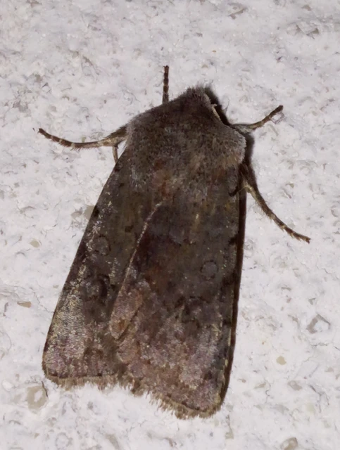 Cerastis rubricosa - vörhenyes tavaszibagoly