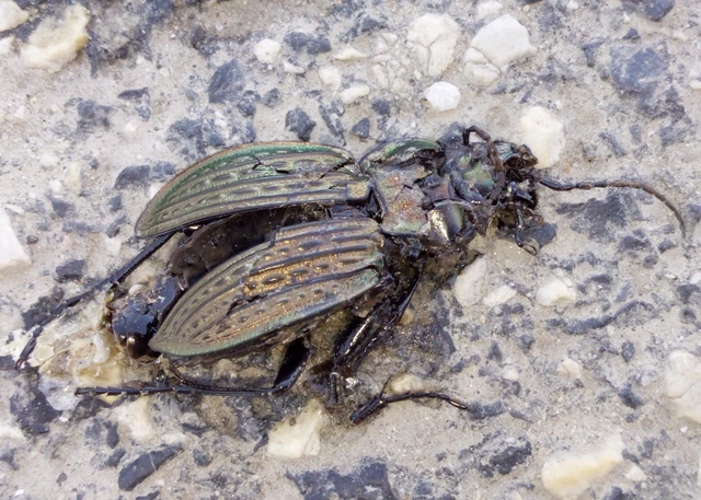 Carabus ulrichii - rezes futrinka Carabus ulrichii - rezes futrinka