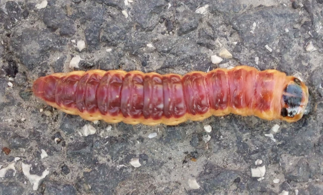 Cossus cossus - fűzfarontólepke