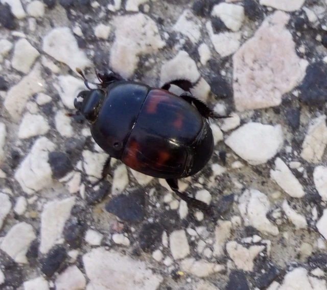 Hister quadrimaculatus - közönséges sutabogár