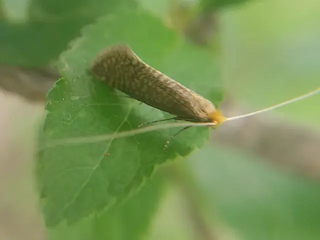 Nematopogon