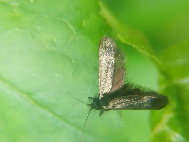 Adela reaumurella - smaragdfényű tőrösmoly